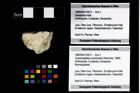 Foto (Objekt + Etikett) von Cracensigillatus acutirostris (Moericke, 1889)  (NHMW-GEO-1990-0041-2972)